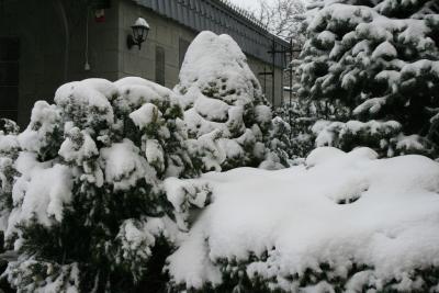 Прикрепленное изображение: Снег в марте в 2010 002 - копия.jpg